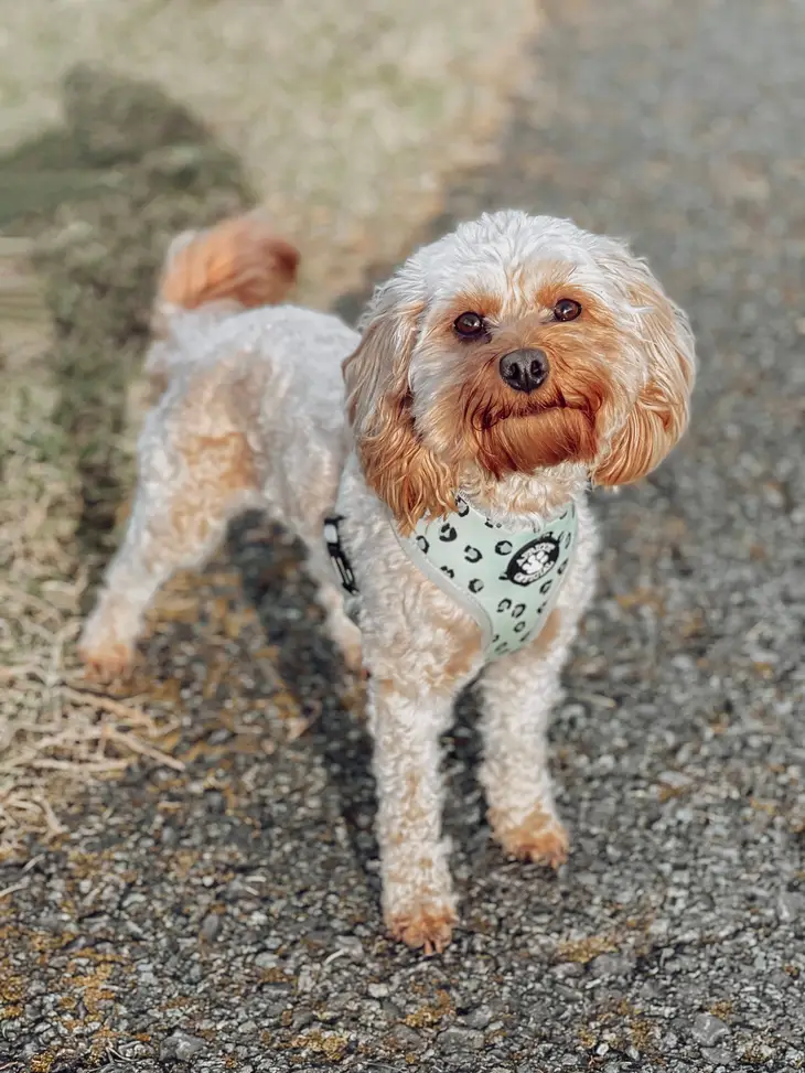 Dog Harness - Reversible Sage Swirl/Leopard Print