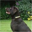 Rosewood Flashing Safety Collar – Reflective & LED Dog Collar for Night Walks.