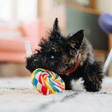 P.L.A.Y. Snack Attack Lollipup plush dog toy shaped like a colourful lollipop, made with eco-friendly materials and durable stitching.