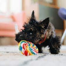 P.L.A.Y. Snack Attack Lollipup plush dog toy shaped like a colourful lollipop, made with eco-friendly materials and durable stitching.