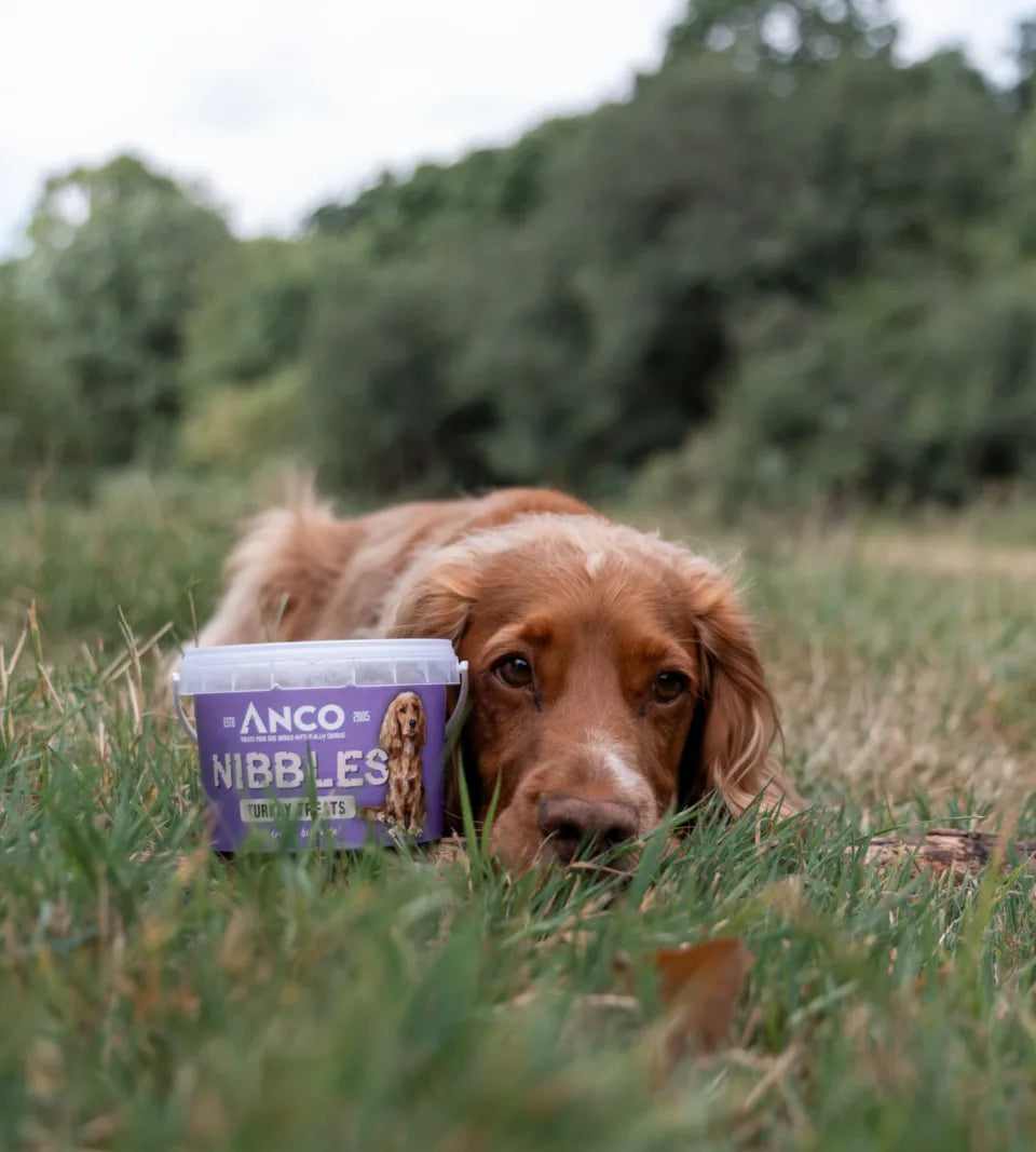 Best Dog Training Treats: 4 Tasty Options to Try