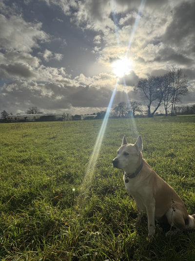 Luna's Last Day