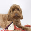 Joules Pet Collection – Rope Heritage Tweed Fox Dog Toy