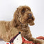 Joules Pet Collection – Rope Heritage Tweed Fox Dog Toy
