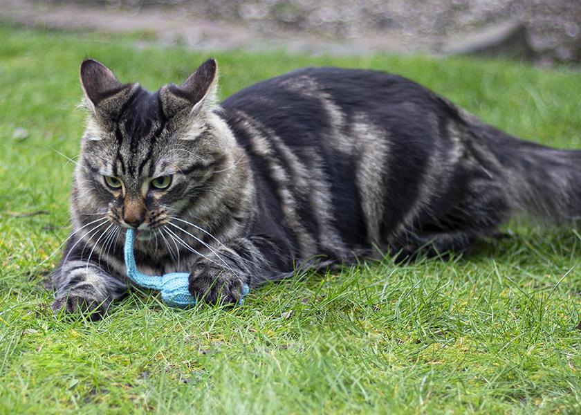 Battersea Tune Chaser Mice Cat Toy – 3 Pack