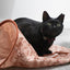 Battersea Peek-A-Boo Crinkle Sack Toy for Cats