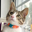 KITTYRAMA KITTEN TANGERINE COLLAR - Soft, Lightweight, Quick Release Breakaway