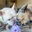 Fillable Dog Toy - Lilac | Meaty Licks by Apex Pet Products | Stuffable Treat Dispensing Toy