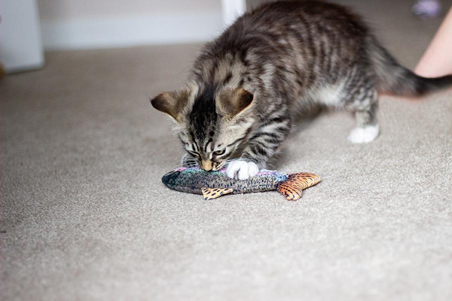 Jolly Moggy 100% Natural Catnip Trout Plush Cat Toy