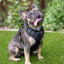 Rosewood Reflective Dog Harness