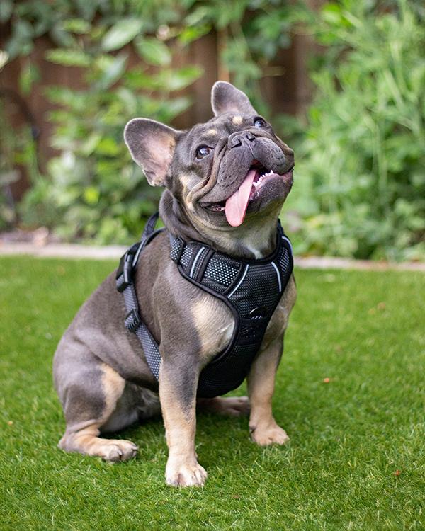 Rosewood Reflective Dog Harness