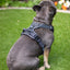 Rosewood Reflective Dog Harness