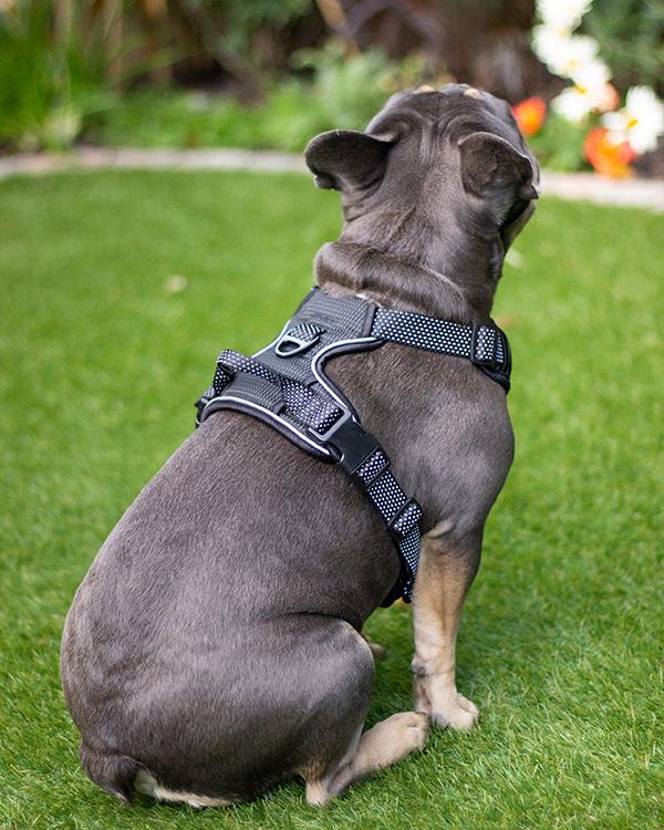 Rosewood Reflective Dog Harness