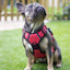 Rosewood Reflective Dog Harness
