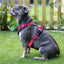 Rosewood Reflective Dog Harness