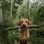 Dog holding a Giant Camel Roll Natural Treat in its mouth in a forest setting