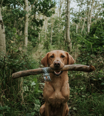 Dog holding a Giant Camel Roll Natural Treat in its mouth in a forest setting