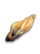 A single Meaty Buffalo Ear Natural Dog Treat against a white background, showing the natural color and texture of the product.