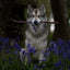 Dog holding a buffalo biltong tube natural dog treat in its mouth among purple flowers and trees