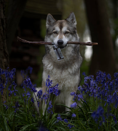 Dog holding a buffalo biltong tube natural dog treat in its mouth among purple flowers and trees