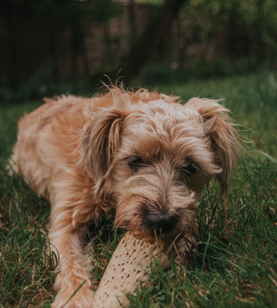 Anco Naturals Cow Horn Marrow – Fat-Free Crunchy Dental Chew