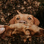 Anco Bully Snouts- Natural Dog Treat