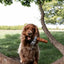 Anco Naturals Yak Rolls Large | 100% Yak Skin Dog Chew