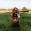 Anco Naturals Giant Yak Braid | 100% Braided Yak Skin Dog Chew