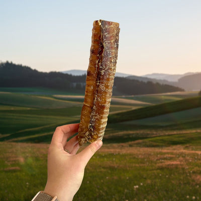 Hand holding a 24cm natural dried beef trachea dog chew outdoors, single-ingredient high-protein treat for dogs, perfect for dental health and enrichment, available at Amy’s Pet Supplies.