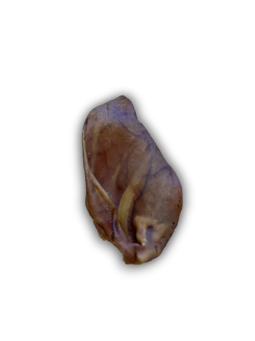 Natural pig ear dog chew isolated on white background high protein dog treat