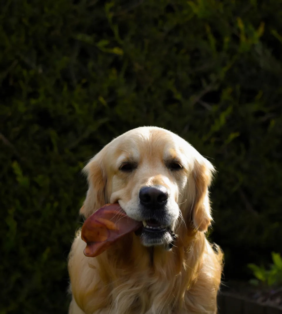 Dog holding natural pig ear chew in mouth enjoying high protein dog treat