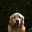 Pigs Ear Natural Dog Treat - Single