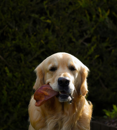 Pigs Ear Natural Dog Treat - Single