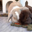 Two rabbits eating from a green leafy treat on a gray floor.