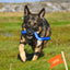 Twiggy Tags ZigZoom™ Interactive Fetch Toy