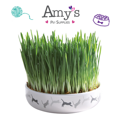 Trixie Ceramic Bowl with Cat Grass treat for cats