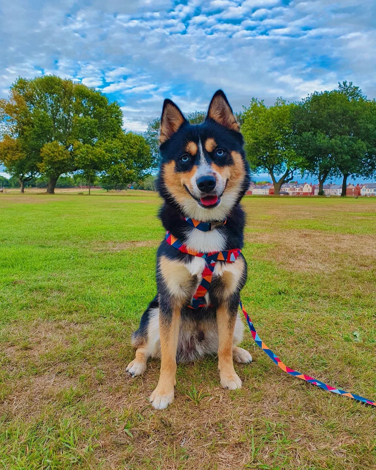 Geometric Collar, Lead, Harness