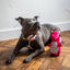 Dog lying on a wooden floor with a pink plush toy