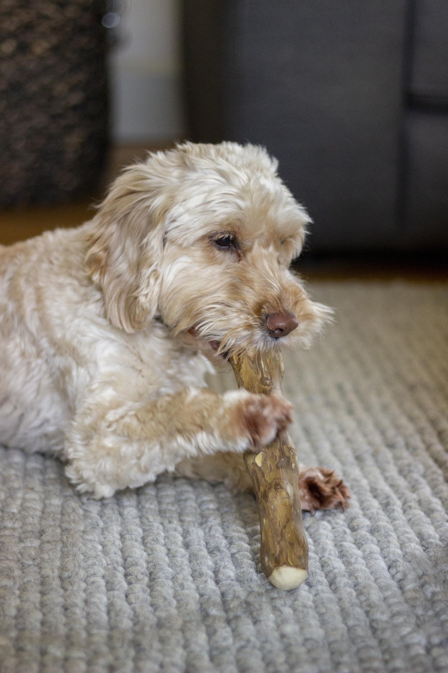 Goodwood Coffee Wood Natural Chew For Dogs