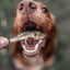 Dog Eating a sprat natural dog treat
