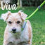 Viva Rope Slip Lead 150cm x 0.8cm