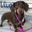 Viva Rope Slip Lead 150cm x 0.8cm