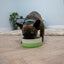 Dog eating from a green bowl on a wooden floor.