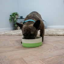 Dog eating from a green bowl on a wooden floor.
