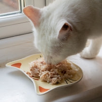 White cat eating from a yellow plate on a windowsill