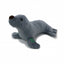 Plush toy seal on a white background
