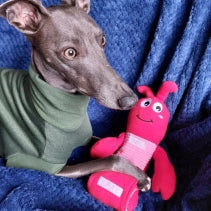Dog wearing a green sweater with a pink toy on a blue blanket