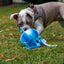 Dog playing with a blue toy on grass