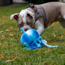 Dog playing with a blue toy on grass
