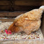 Henny's Nest Confetti 250g | Natural Coop Herbs for Chickens & Quail